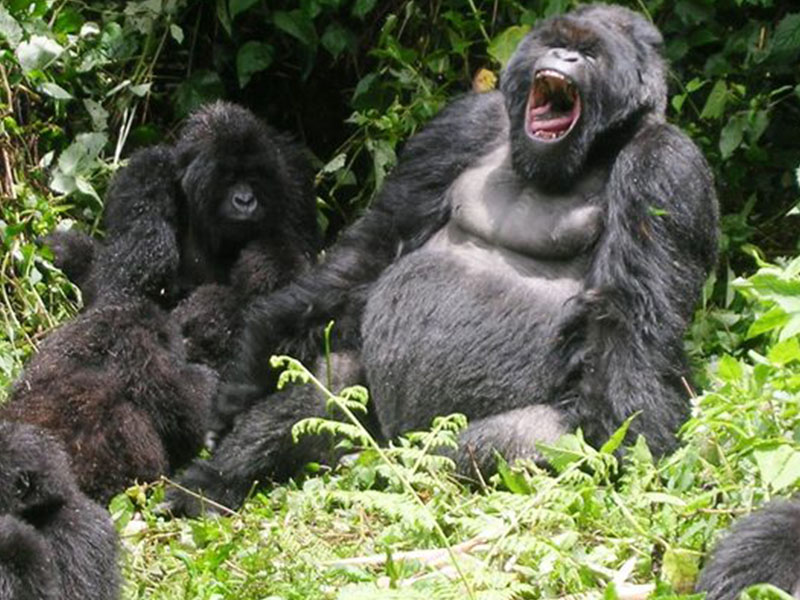 10 Day Bwindi gorillas and game viewing