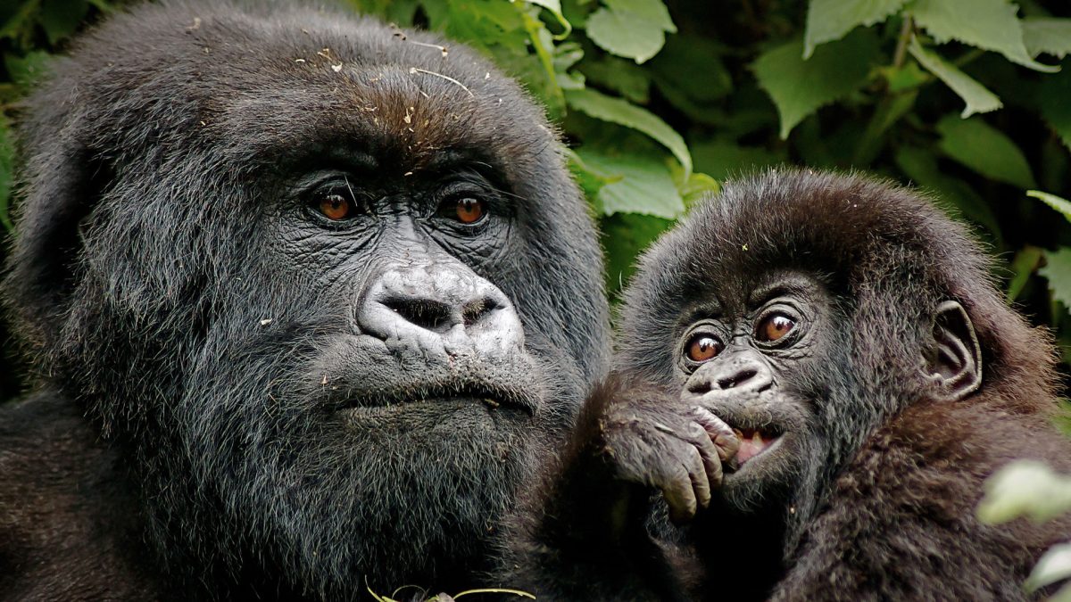 2 Days Gorilla Tracking Rwanda