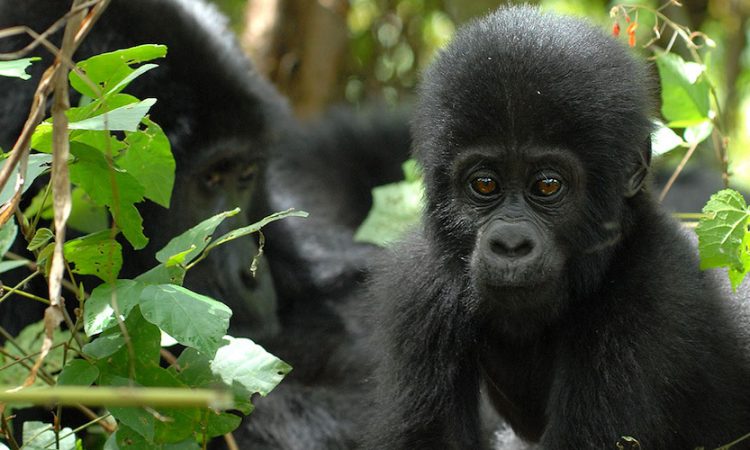 Bwindi Impenetrable National Park