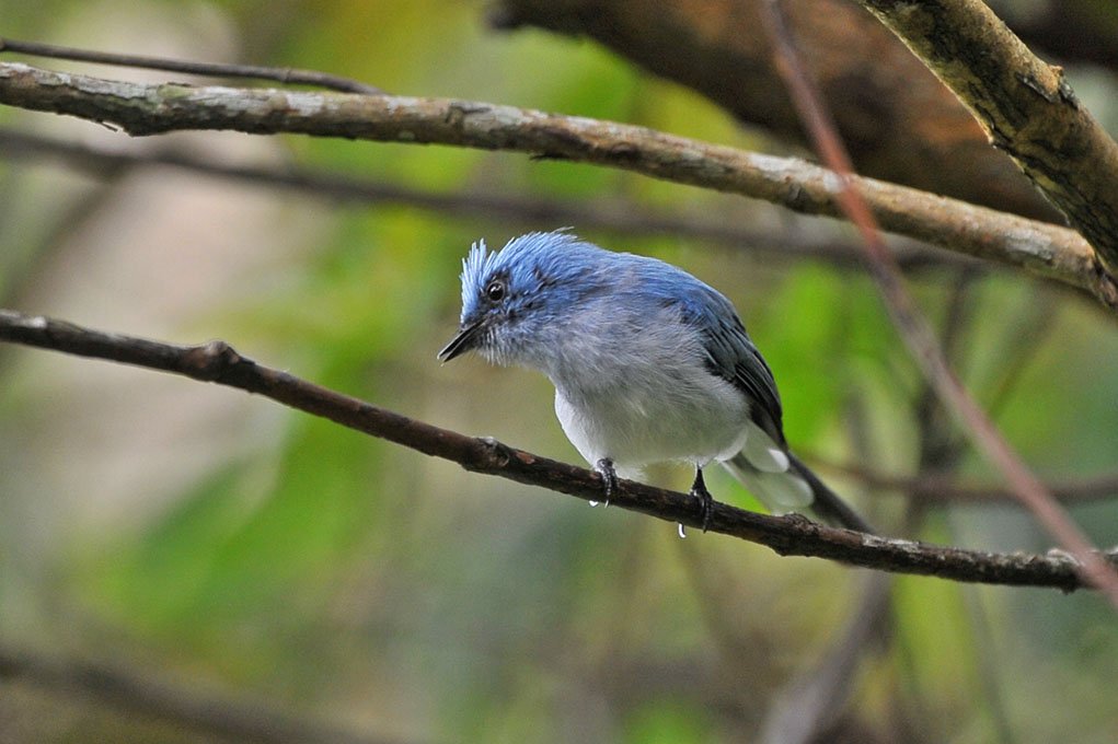 Uganda Birding Watching Safaris