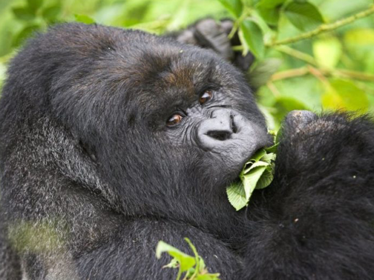 Ultimate Uganda Gorilla & Wildlife Safari