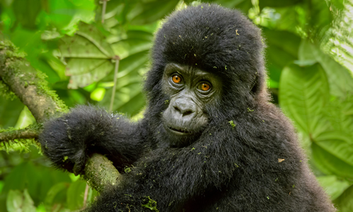 4 Days Gorillas & Lake Mburo