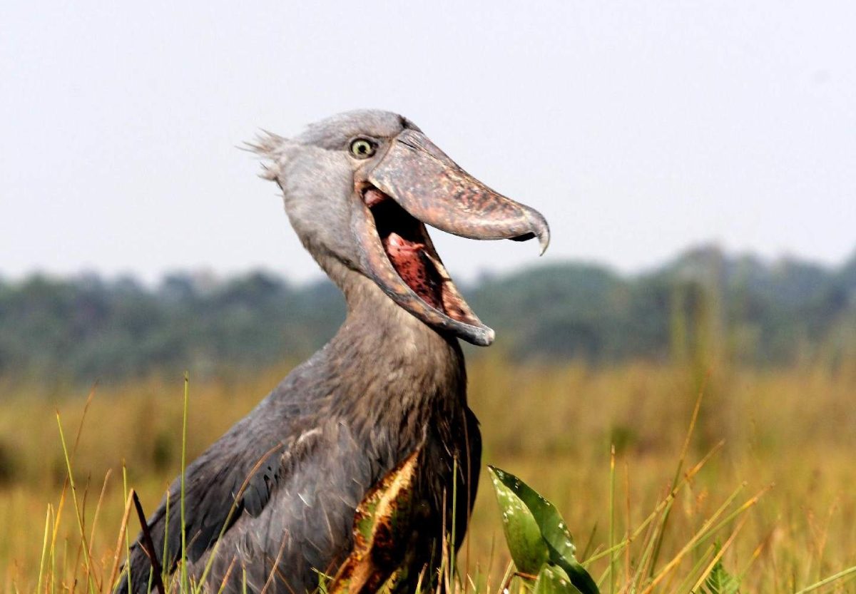 Uganda Birding Watching Safaris