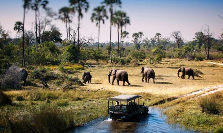 4 Days Luxury Tanzania Wildlife