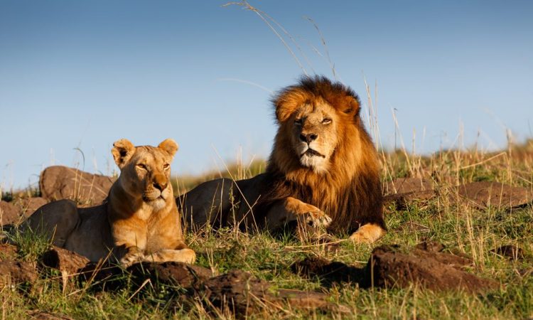 Kenya Travel Advice