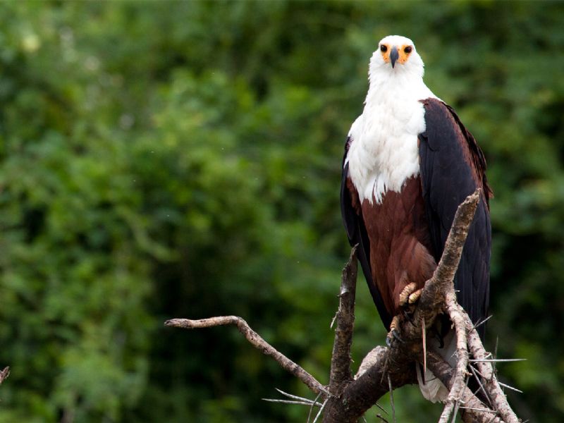 Uganda Gorilla & Wildlife Safari