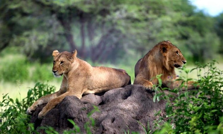 Why Visit Tanzania for Safari