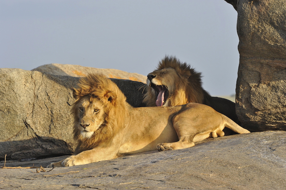 Tanzania Travel Advice