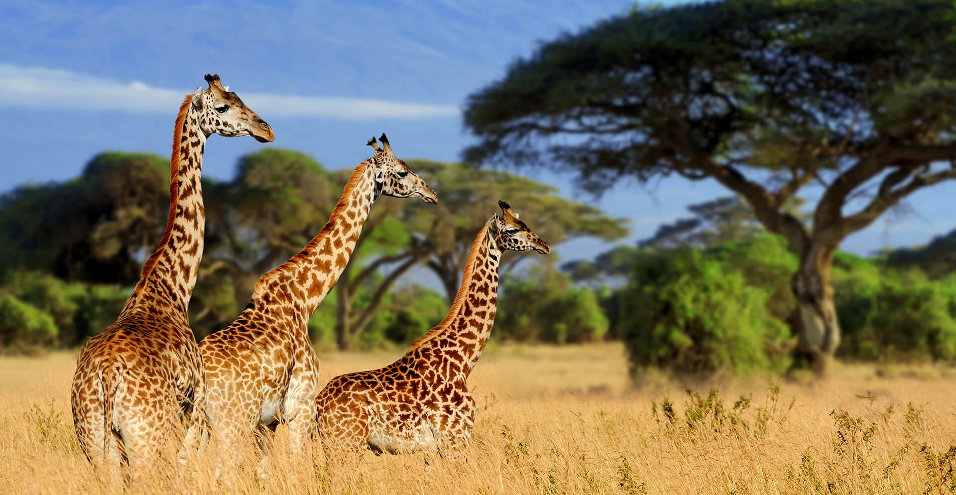 5 Days Best of Tanzania Safari