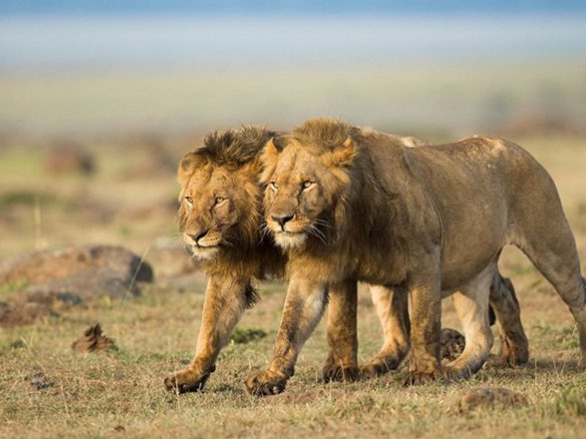 Uganda Travel Advice