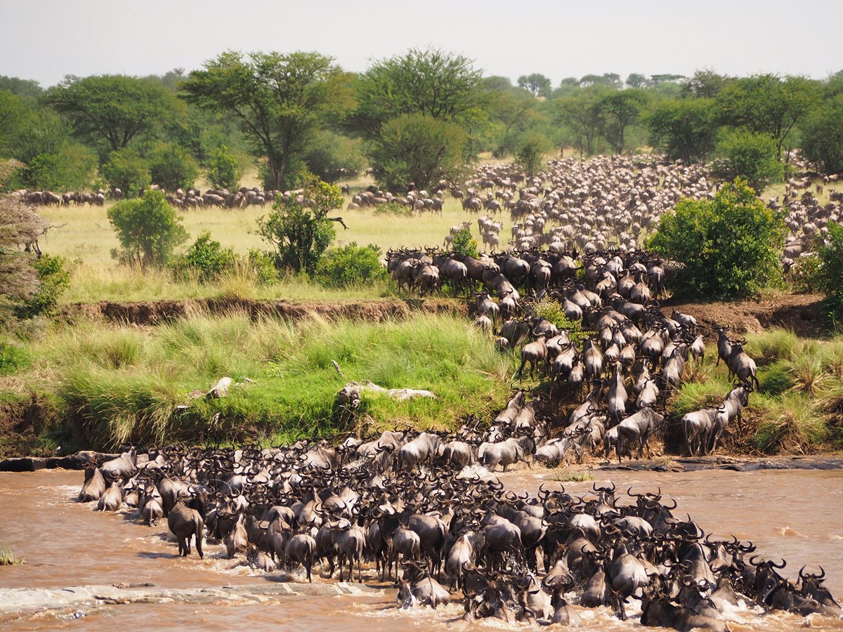 Great Wildlife Migration in Kenya