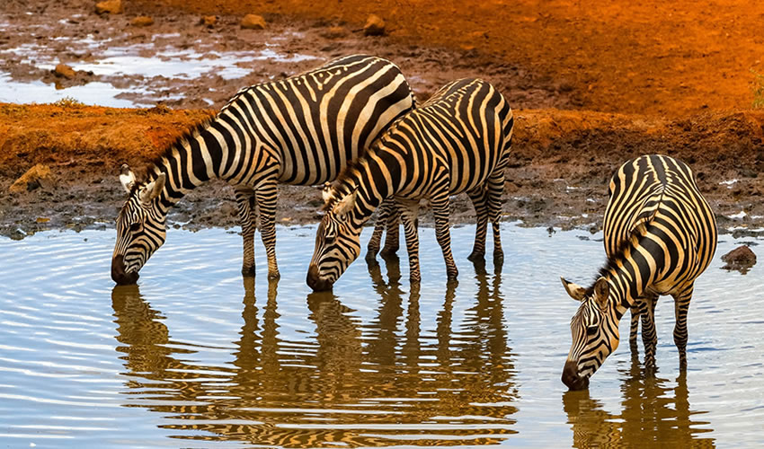Amboseli National Park