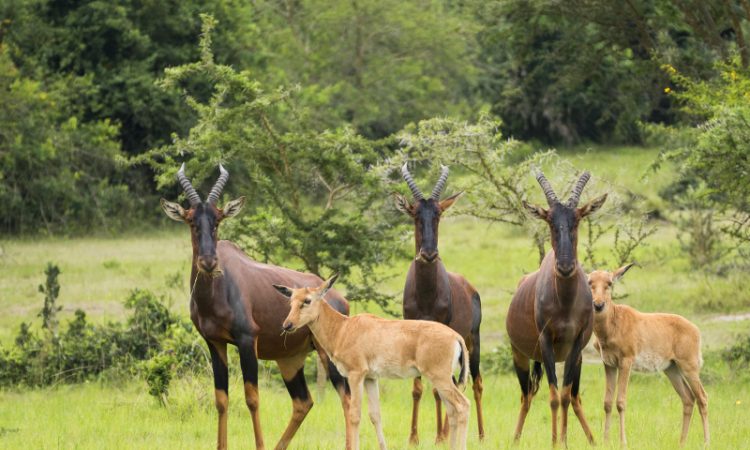 2 Days Lake Mburo Safari