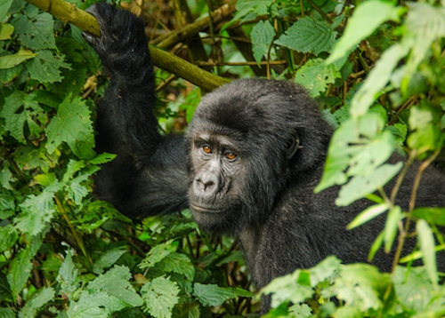 12 Days Uganda Safari Holidays