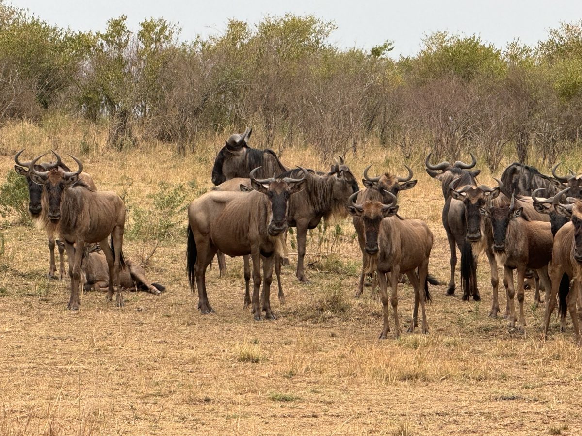 Masai Mara Safaris